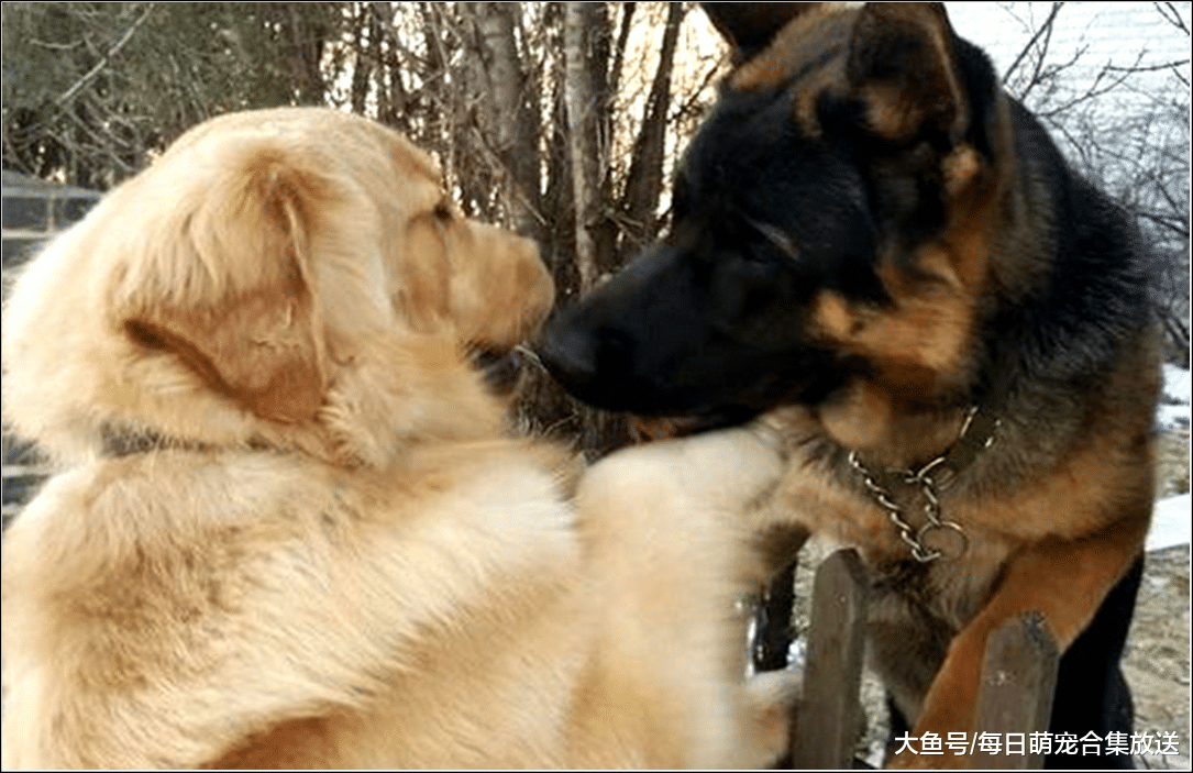 德牧每天都跑出门，主人感觉不对劲，偷偷跟上去瞄了一眼不淡定了