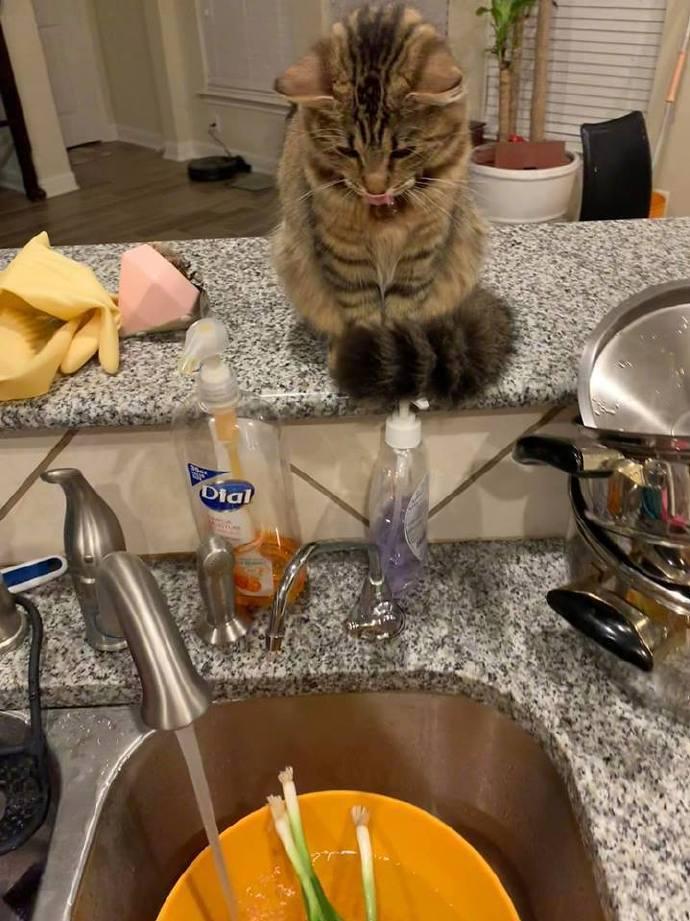 小猫捣蛋怎么办? 一招教你治好它