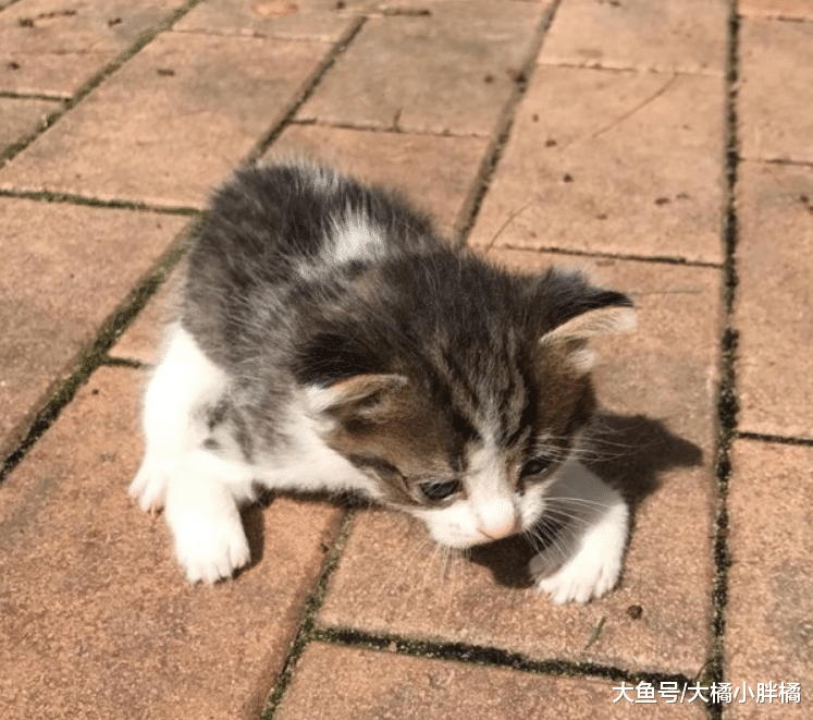 流浪小猫前脚弯曲不能走路，母猫不离不弃，却让小伙动了恻隐之心