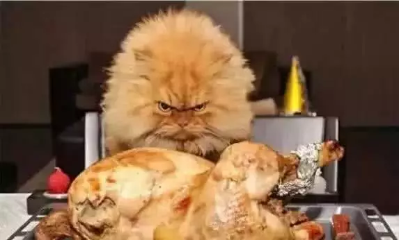 外国小哥实力演绎养狗和养猫的区别，太形象生动了