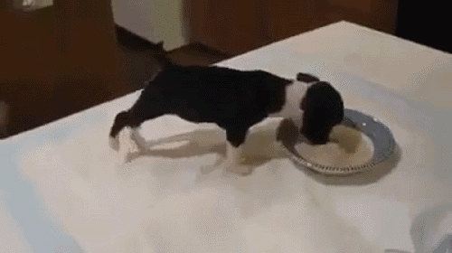 每只狗狗都要度过的“4个寿命劫”，能躲过的，基本是长寿汪！