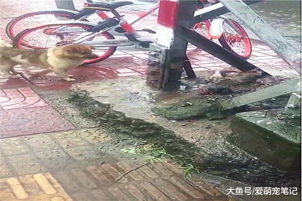 网友偶遇一只淋雨的傻狗，走近才发现它是在守护着小奶猫，好有爱