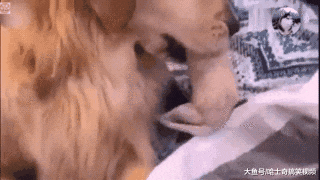 金毛生了个“独苗”，结果把它当宝一样，去哪里都随身携带