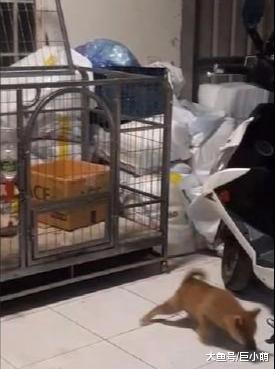 三个月大的短腿柴却十分灵敏，5秒就能逃出来，这明明是大狗用的
