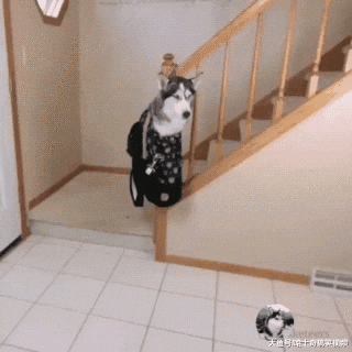 二哈到处“便便”，结果被主人吊起来，狗：准备重新装修吧