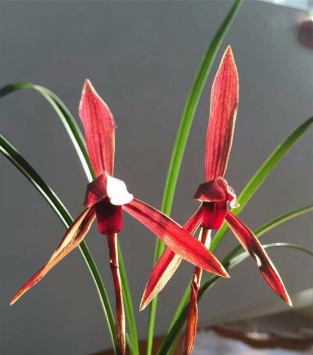 此花被誉为“中国兰花第一红”，家里种上一盆，四季红红火火