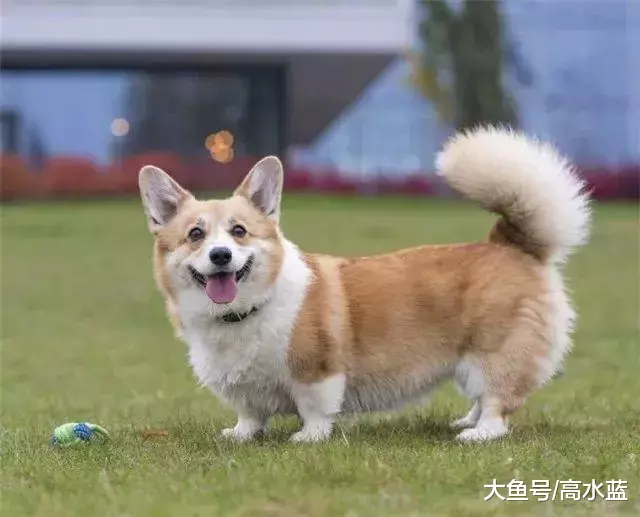 柯基的屁股，再吸一百年我不会厌烦，你呢？