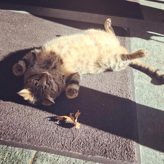 大学聘请新图书管理员, 只卖萌不干活, 猫咪管理员吸引学生多读书