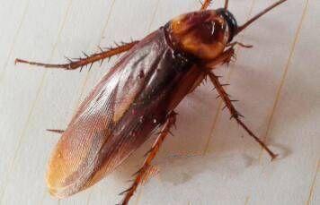 地球上10大不需要大腦的奇特動物，第十蟑螂，第六青蛙，第一蠑螈