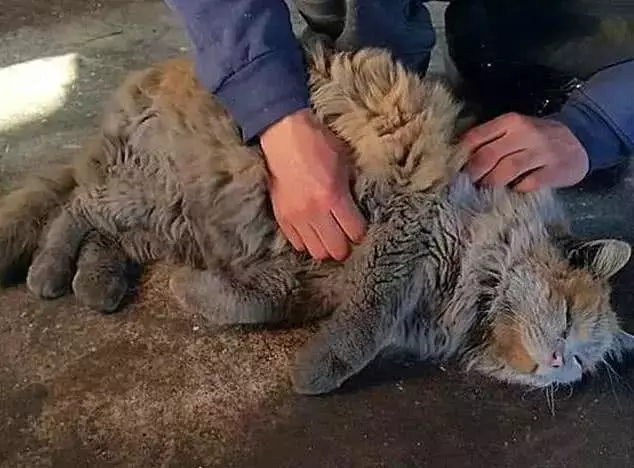 橘猫坚持在车站守岗，八年未洗澡后沦为脏猫，因工作努力喜提编制