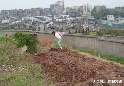 婆婆来城里带孩子，闲着无聊开荒种菜，以后蔬菜不用买了！