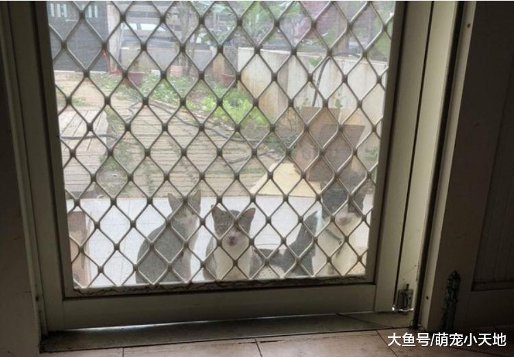 宾士猫综艺摔土坡溜滑梯, 问号脸萌定格5秒: 谁推我啦
