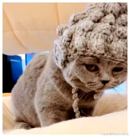 女子出差，把猫咪送回老家，第二天妈妈发来照片，点开一看笑翻了