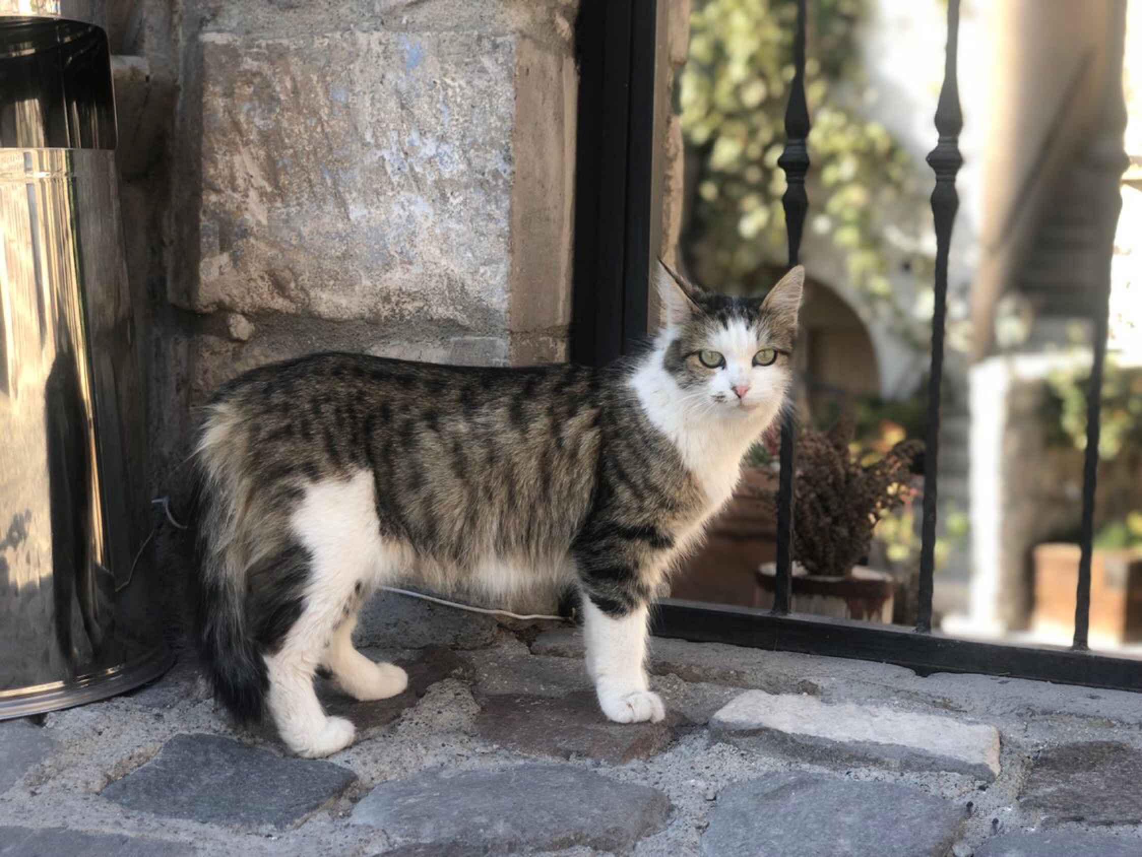 资深猫奴携神秘东方猫粮赴土耳其援猫！太壮观了，感受下……