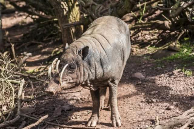 地球上最奇特的动物，长得像猪又被叫鹿，失去獠牙便无法脱单