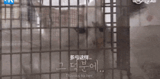 流浪猫为保护宝宝钻在车底，不敢离开小猫，长期憋尿导致身体异常