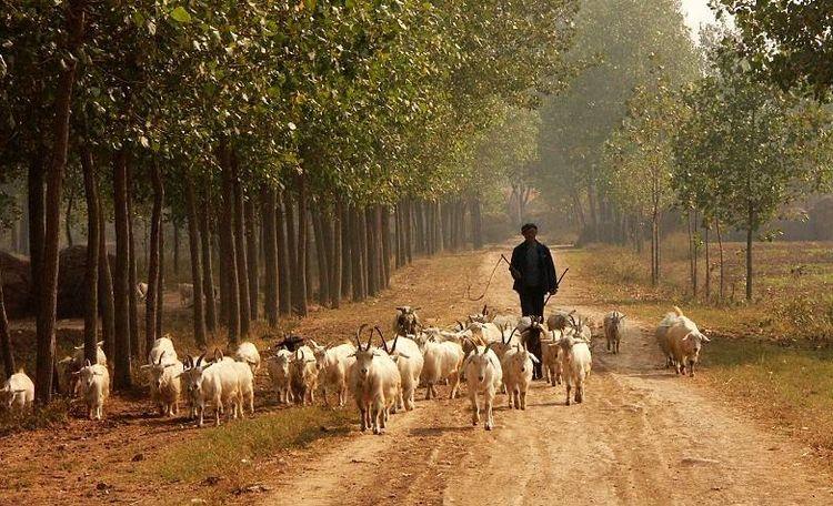 昨天俺村最忠誠的放羊狗走了，放羊21年，死在放羊路上主人懷里