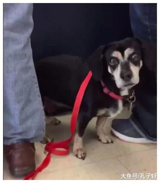 狗狗还在和主人撒娇，它此刻蒙在鼓里：主人决定让它安乐死