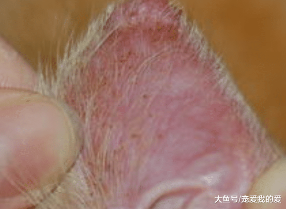 宠物身上不起眼的“皮肤病”，你家宠物也有！要注意了