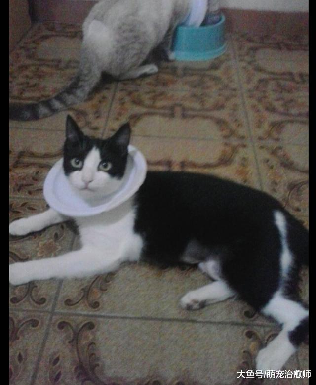 主人把塑胶盘子中间弄个洞，套在猫咪脖子上，最便宜的项圈了吧？