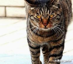 我们国内的本土猫，颜值丝毫不输国外的品种猫！