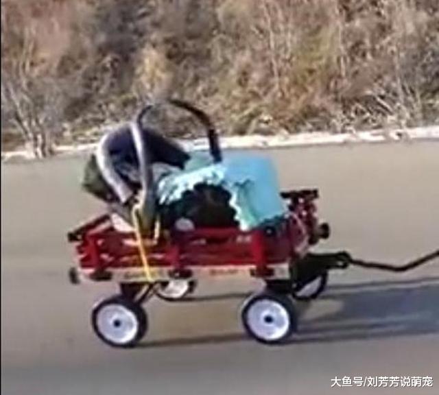 为阻止二哈拆家，主人给它安排专车，画风让所有人笑喷了！