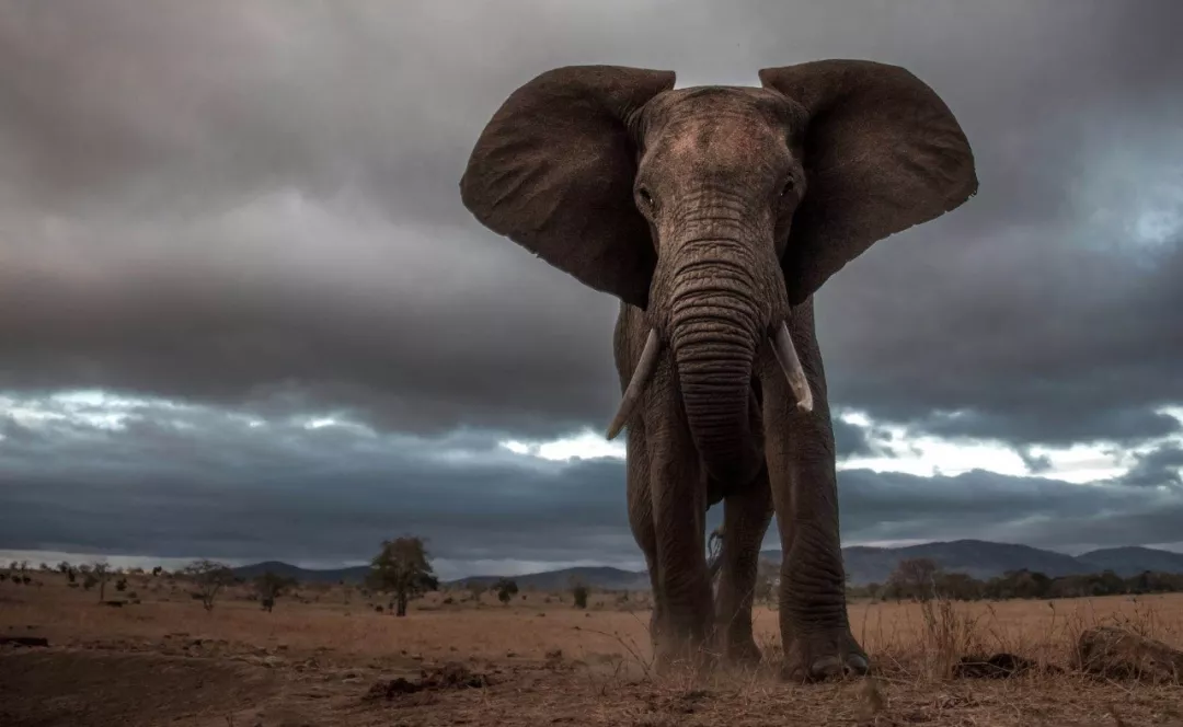 遭遇肯尼亚（一）跟着肖戈拍大象