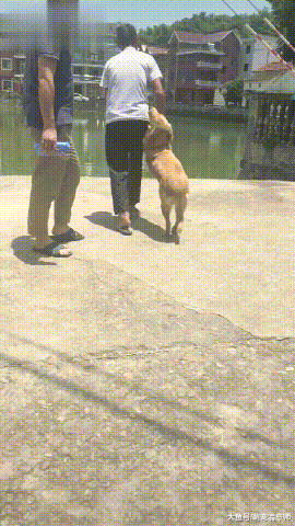 爷爷拖着不愿洗澡的金毛去湖边，它表情是一脸绝望：不要啊！