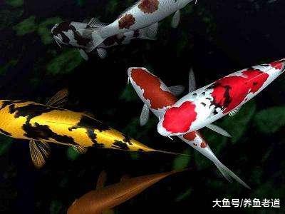 觀賞魚水質和魚病是交替關系，我們可以把握四項原則來調理！