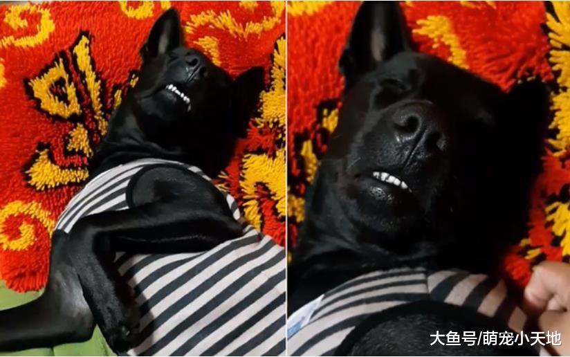 天冷太好睡，幸福黑汪睡到变小猪，上千人被白牙闪瞎：跪求秘方