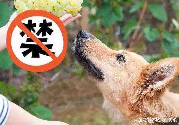 关心狗狗的主人，肯定不会让它吃这些食物，因为伤害太大