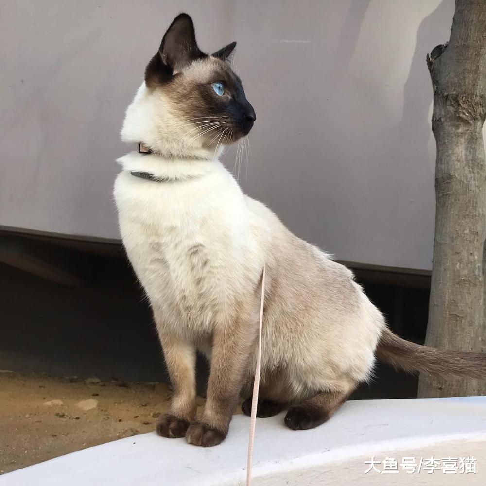 貓咪中的挖煤小天使有很多種，不要見到黑臉就以為是暹羅貓哦！