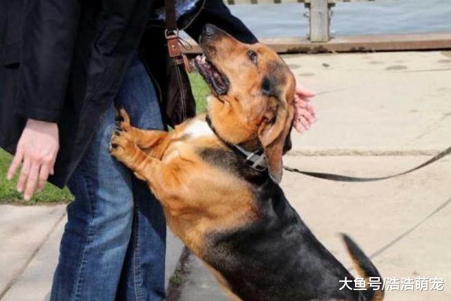 狗狗不会无缘无故咬你，如果你做了这5个动作，它不咬你才怪