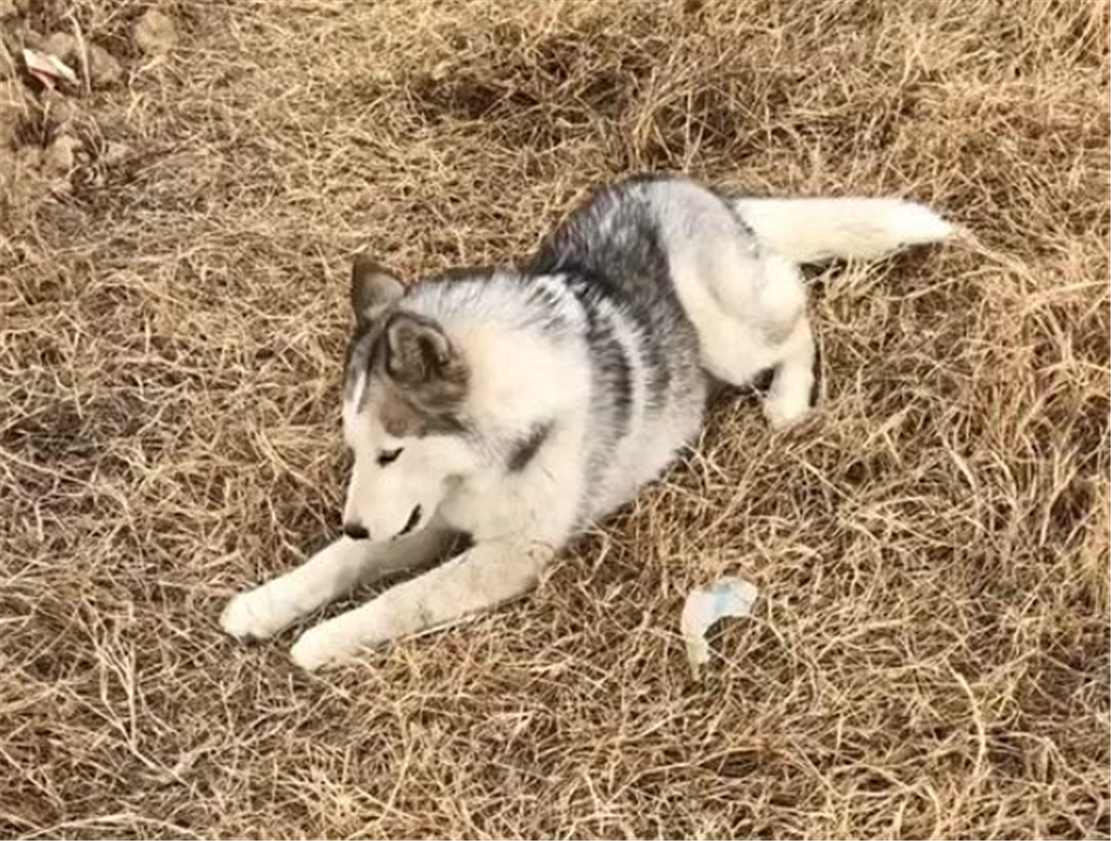 二哈回鄉下追田園貓，貓爬上樹不敢下來，狗：再不下來就把樹啃斷