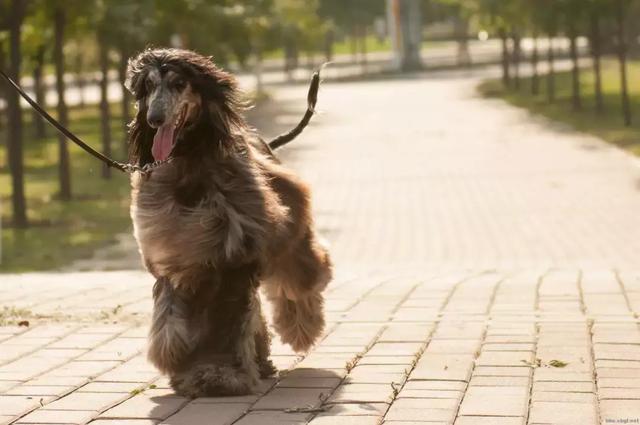 這么拉風的阿富汗獵犬，就該被禁養