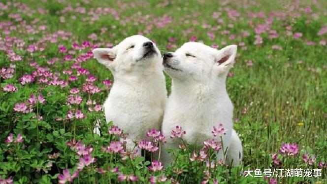 适合家养的5种小型犬，养他们省心又省力