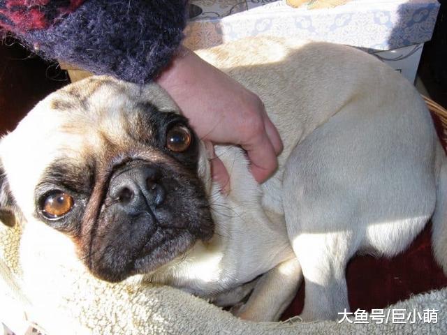 狗狗生活的4大压力，全都因为主人，压力过大肯定会生病