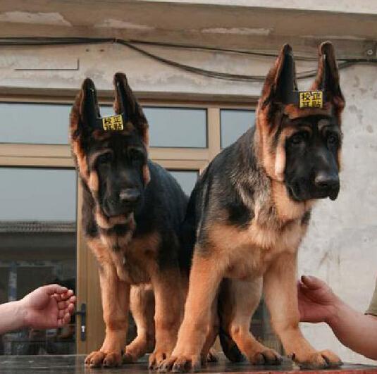 德國牧羊犬在生長過程中身體有哪些變化