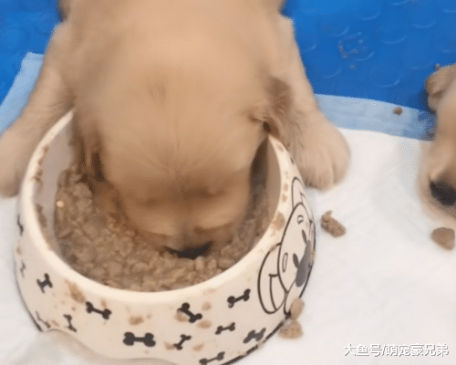 小金毛吃饭时突然不动了，担心的抱起查看原因，结果使人意外