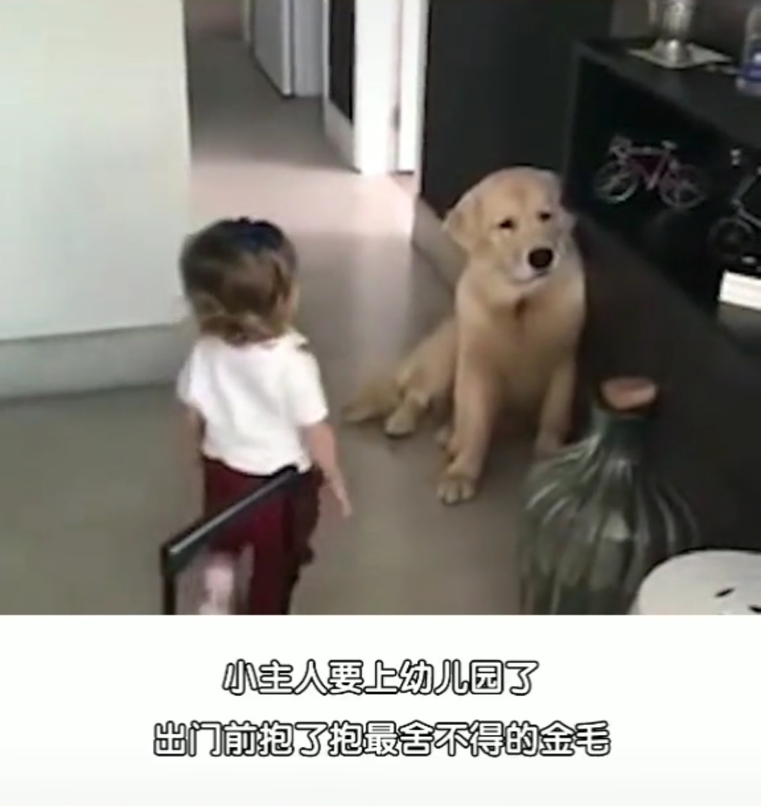 小主人要去幼儿园，金毛假装坚强，五分钟后却原形毕露