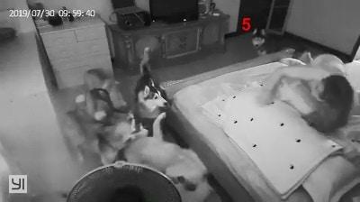 哈士奇早上突然惨叫，吵醒其他狗狗和主人，结果只是哈士奇卖蠢