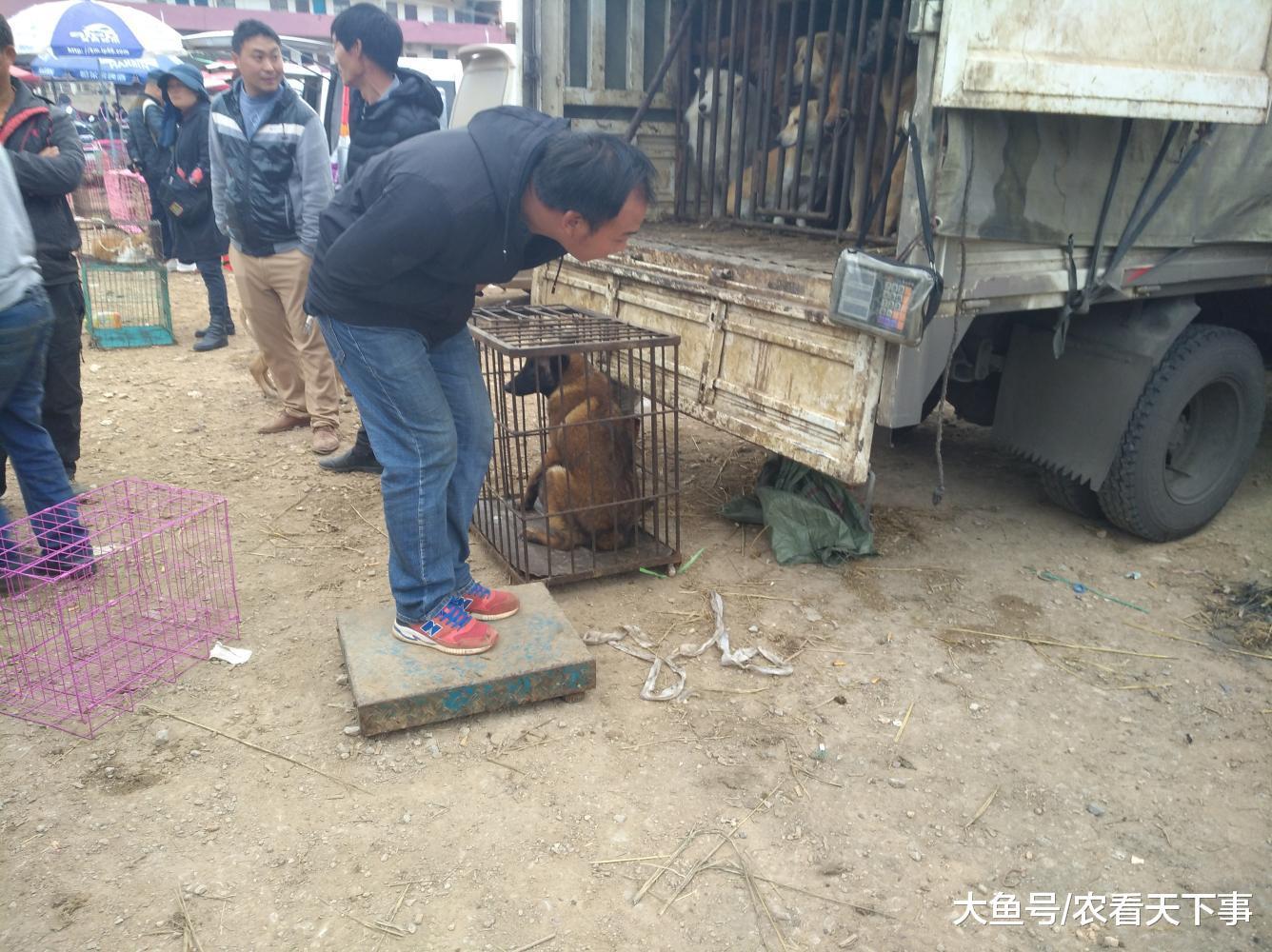 狗市: 宠物市场降温, 肉狗商贩生意却很好大型犬的数量增加!