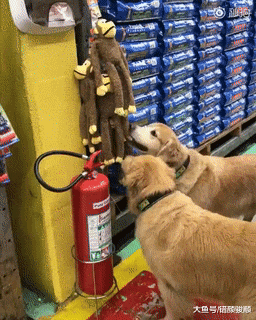 大金毛逛超市，叼了玩具撒腿就跑！另一只：快跑，我掩护！真刺激