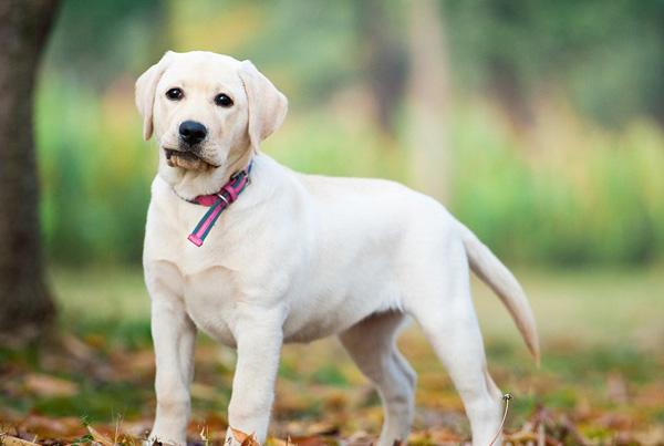 13种大耳朵狗，再给你一次机会你会选择这些“扫地僧”吗？