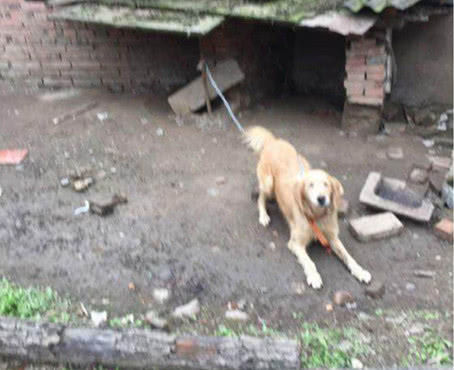 男子带金毛去逛街，一不小心将它弄丢了，男子找到时不淡定