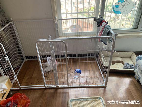 回家看到雪纳瑞后呆住了，究竟是怎么回事？网友：屎上跳舞