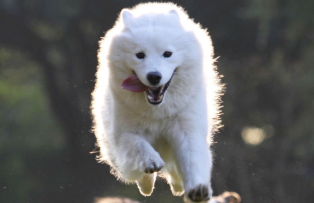 狗狗拉肚子就是细小？身为一名合格的铲屎官，这些知识很重要