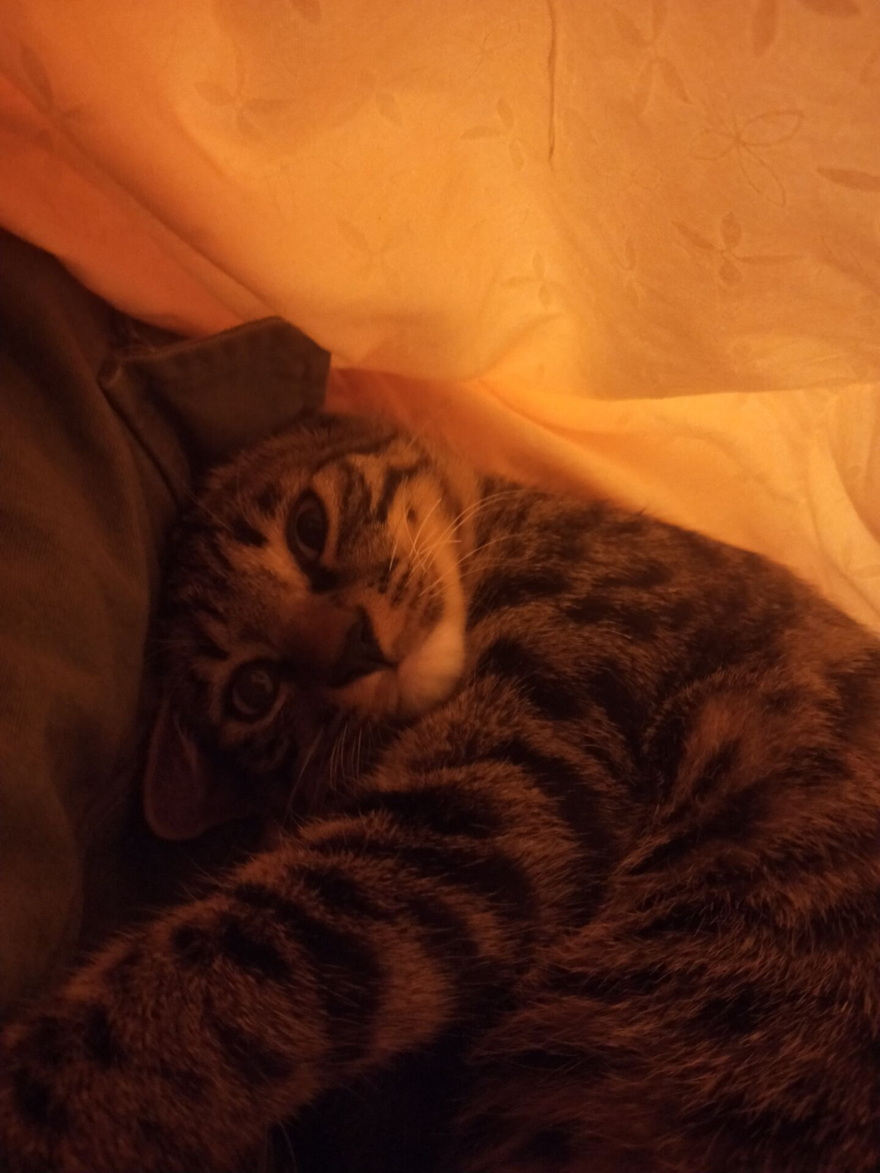 家有怪猫：被窝肯定不是拿来睡觉的地方，铲屎官的手掌才是！