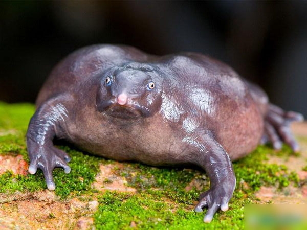 揭秘十大怪异生物，最后一张难道是传说中的独角兽！