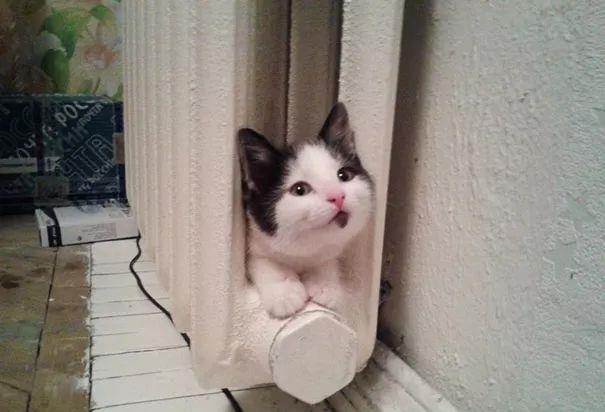 天冷了，喵星人开始寻找温暖